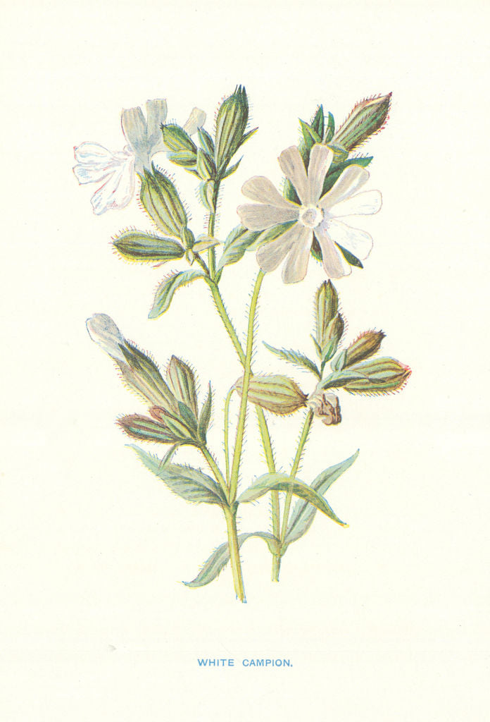 White Campion. Wild Flowers by Frederick Edward Hulme c1895 old antique print